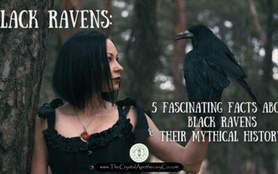 5 Fascinating Facts about Black Ravens and Their Mythical History!