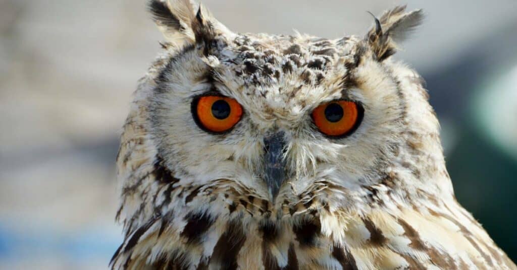 HORNED OWL