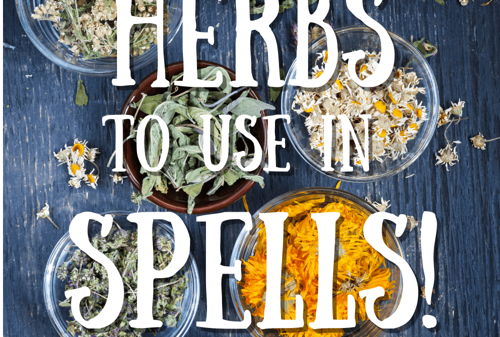Best 5 Herbs to Use in Spells!