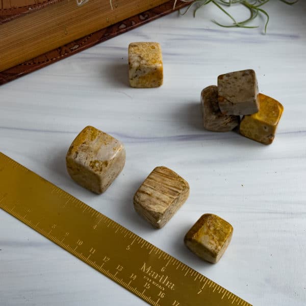 FOSSILIZED CORAL CUBES