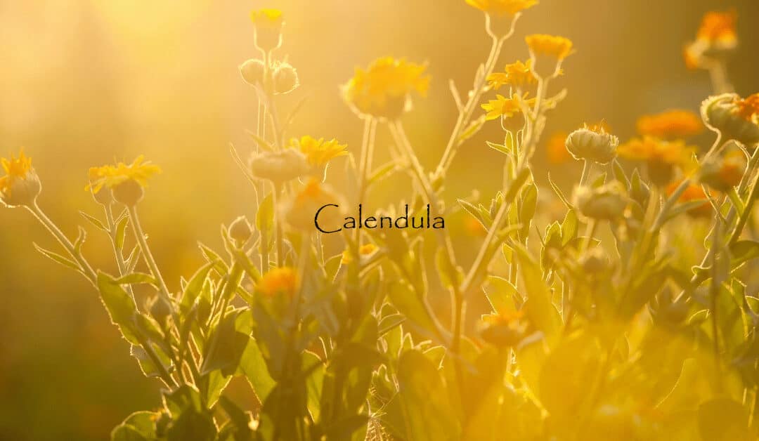 Calendula Flower Herbs are Powerfully Magickal with 10 Fascinating Uses!
